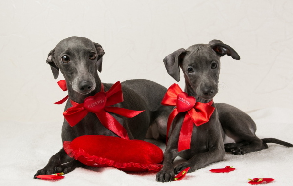 Две собаки итальянская борзая на белом фоне