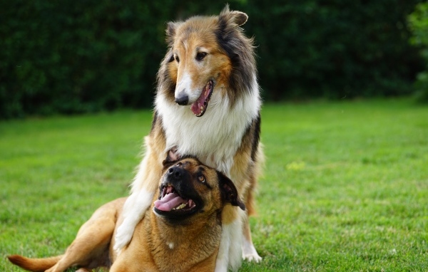 Две собаки играют на зеленой траве