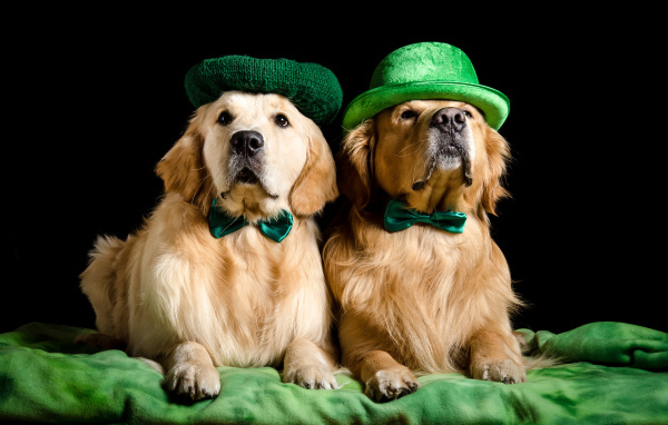 Два золотистых ретривера в шляпах