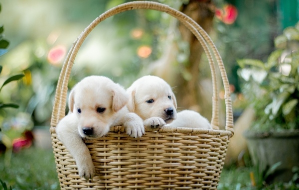 Два маленьких щенка золотистого ретривера в корзине