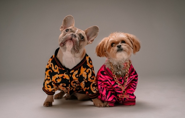 Две породистые собаки в костюмах на сером фоне