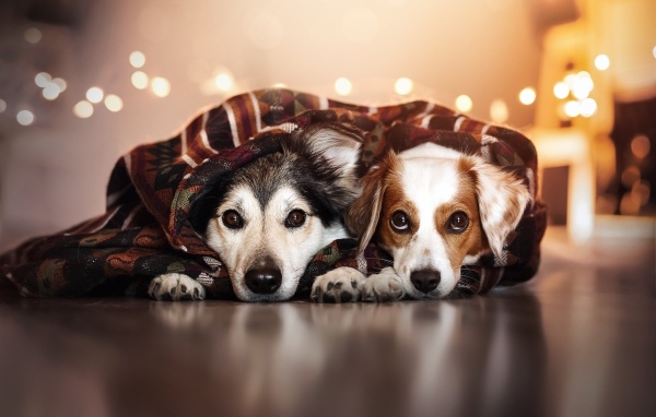 Два породистых пса лежат под одеялом