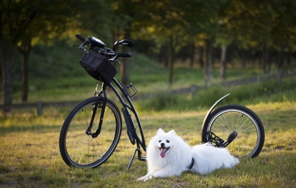 Белая собака с велосипедом