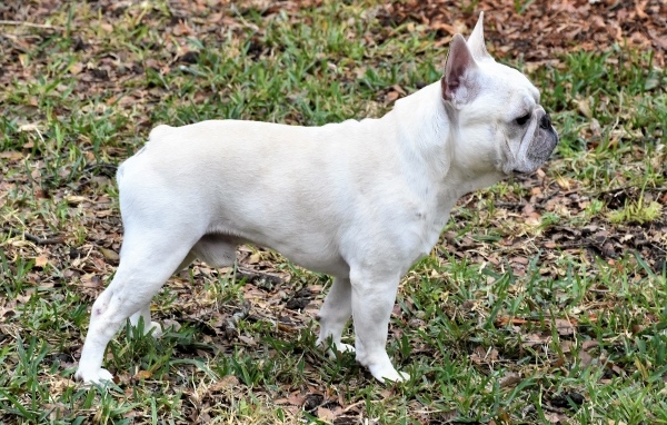 Белый французский бульдог вид сбоку