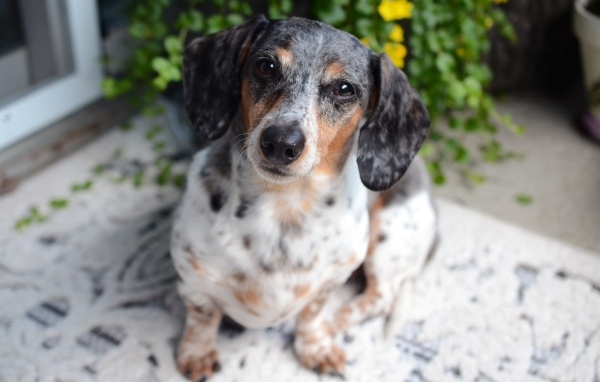 Грустная пятнистая такса 