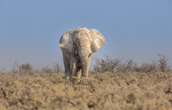 Большой слон идет по саванне