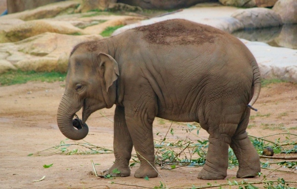 Маленький серый слоненок в зоопарке