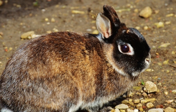 Красивый кролик крупным планом