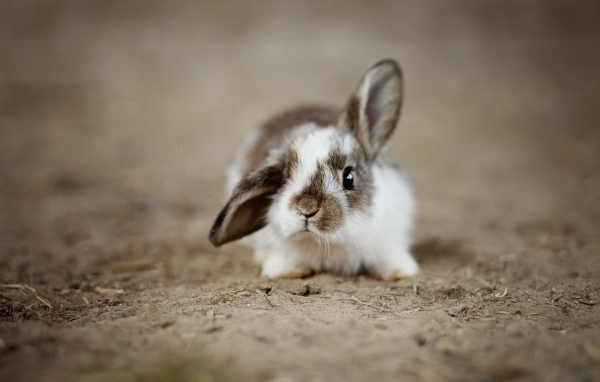 Милый маленький домашний кролик на песке 