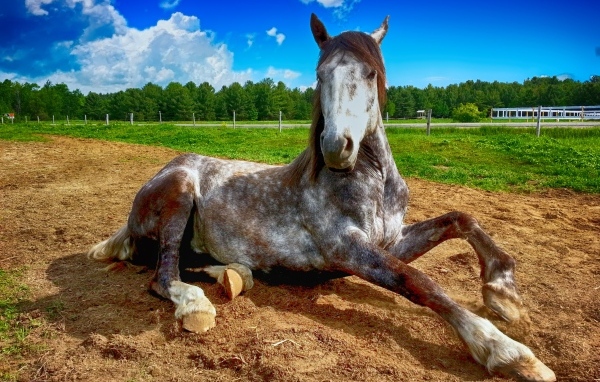 Большой конь лежит на земле на ферме 