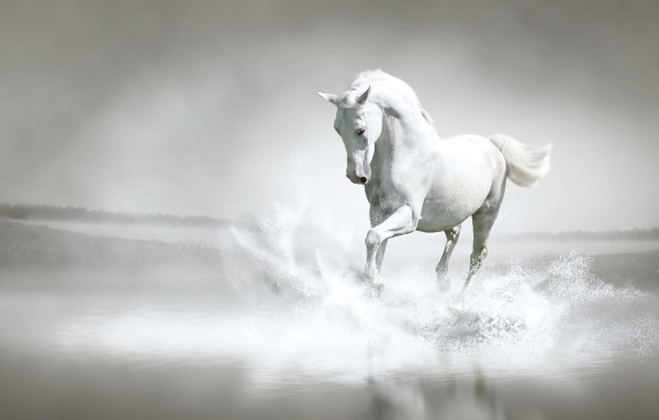 Большой белый конь идет по воде