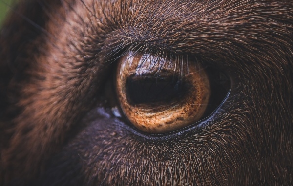 Коричневый глаз лошади крупным планом