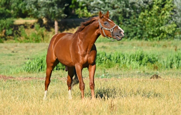 Коричневый конь гуляет по зеленой траве 