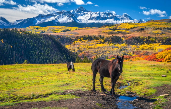 Лошади на поляне на фоне заснеженных гор