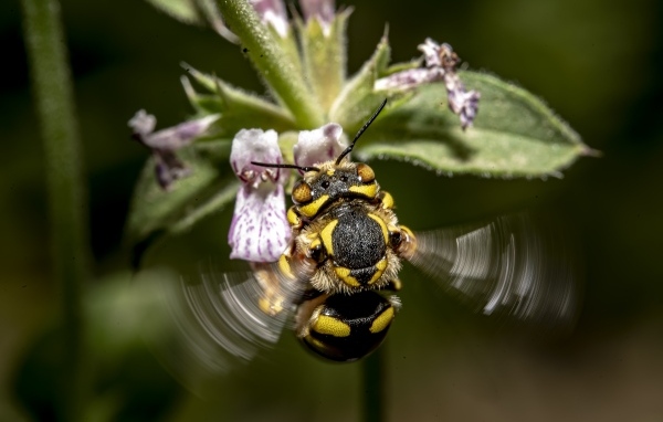 Пчела собирает пыльцу с розового цветка
