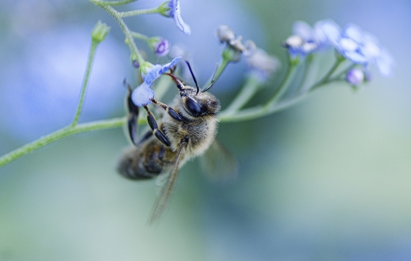 Пчела опыляет голубой цветок