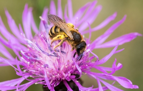 Пчела опыляет розовый цветок