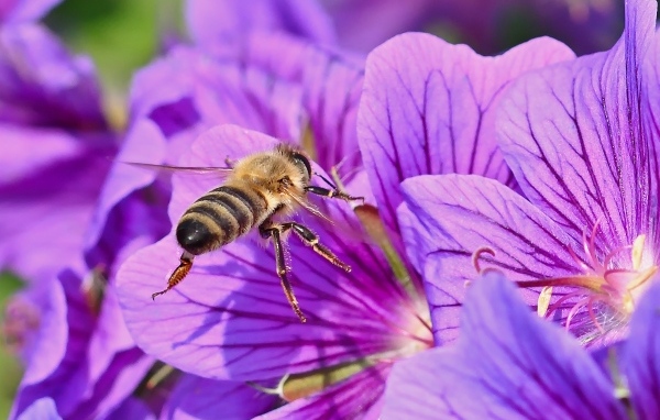 Пчела сидит на красивом сиреневом цветке