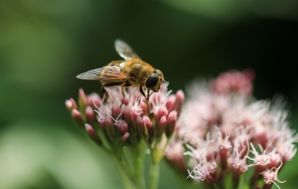 Пчела сидит на розовом цветке на зеленом фоне