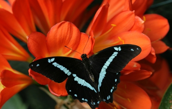 Черная бабочка сидит на красном цветке альстромерии