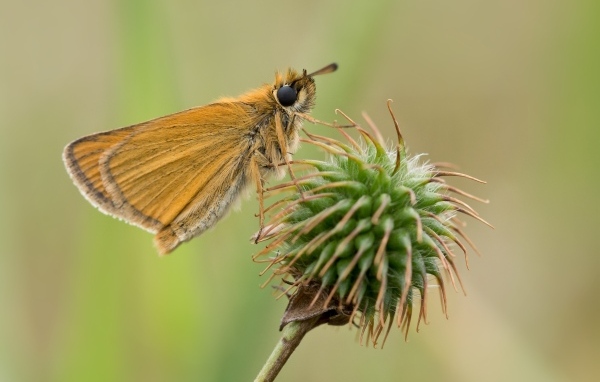 Бабочка сидит на колючем растении