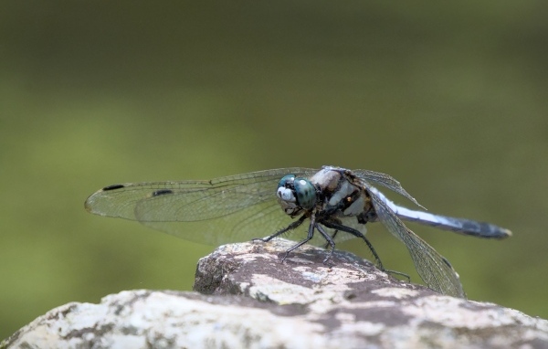 Стрекоза с голубыми крыльями сидит на камне