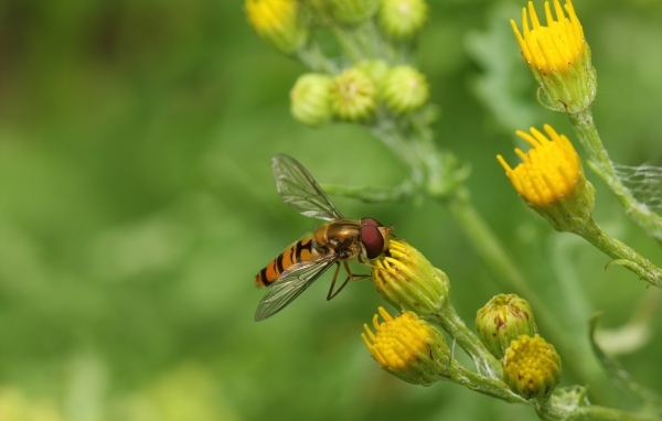 Муха сидит на желтом цветке