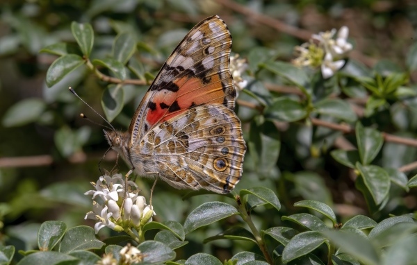 Большая красивая бабочка сидит на белом цветке