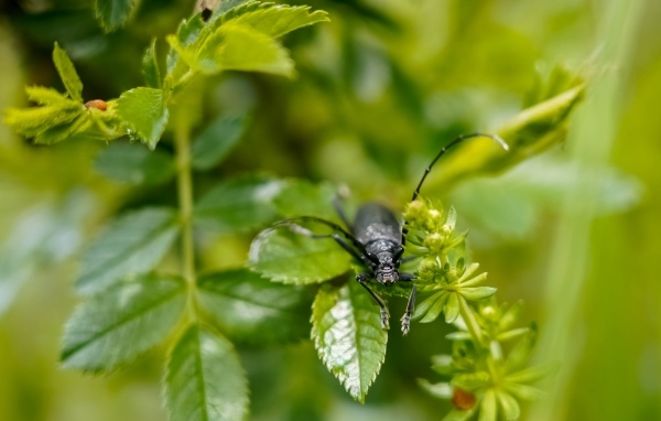 Большой черный жук сидит на ветке розы