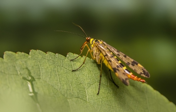 Большой комар сидит на зеленом листе