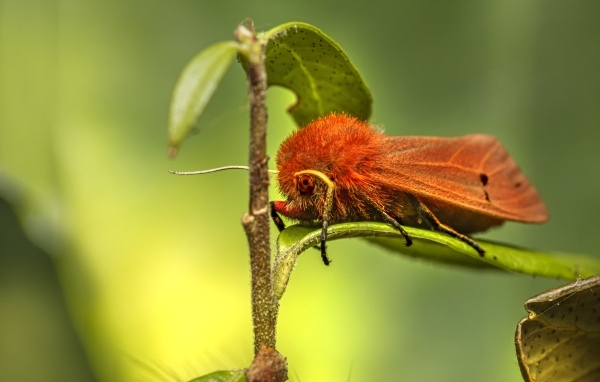 Большая красная моль сидит на зеленом листке