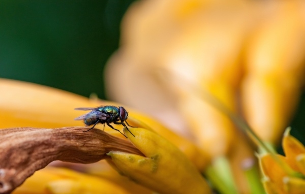 Маленькая зеленая муха сидит на желтом цветке