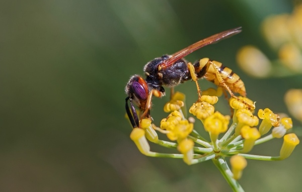 Оса сидит на желтом цветке