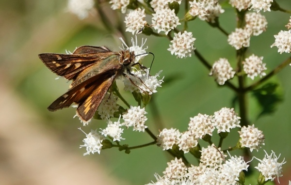 Насекомое сидит на белом цветке