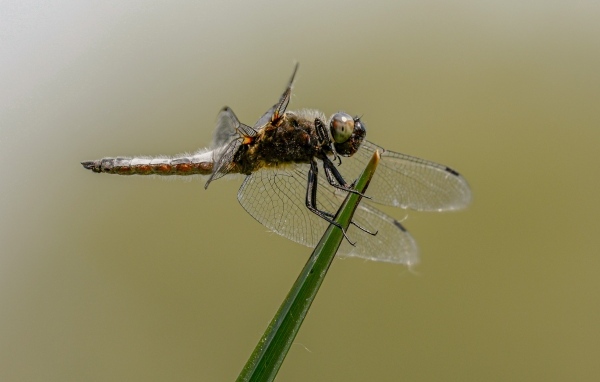 Красивая большая стрекоза сидит на зеленой траве