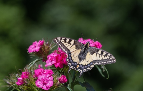 Красивая бабочка на цветке розовой гвоздики