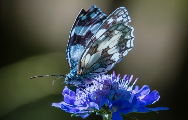 Красивая бабочка сидит на синем цветке