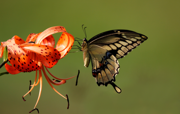 Красивая бабочка сидит на оранжевом цветке