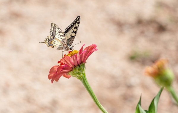 Красивая бабочка махаон сидит на цветке циннии