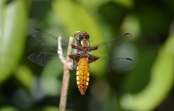 Красивая стрекоза с прозрачными крыльями на ветке