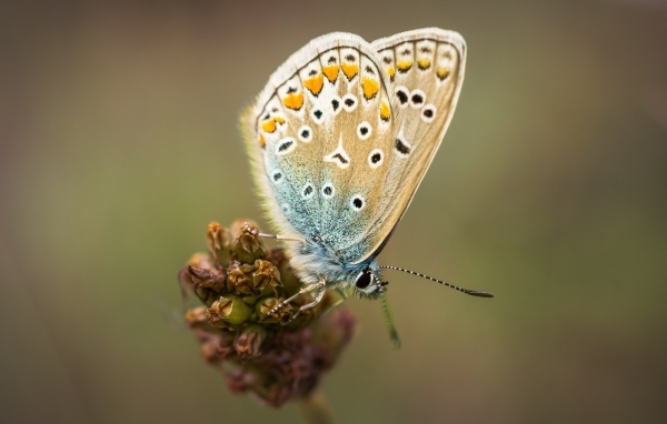 Красивая маленькая бабочка сидит на цветке