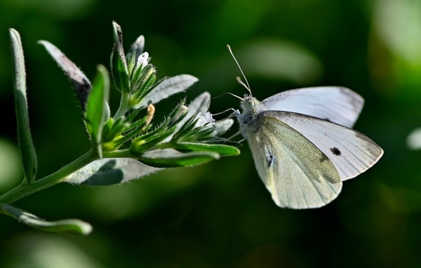 Красивая белая бабочка сидит на цветке