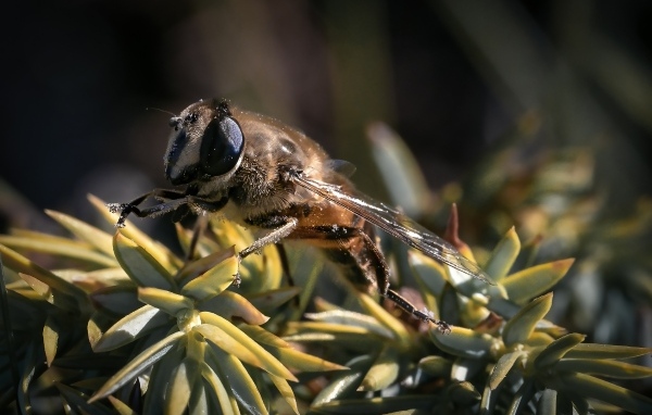 Пчела сидит на зеленом растении