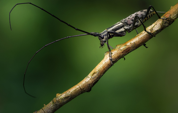 Жук с длинными черными усами на ветке дерева
