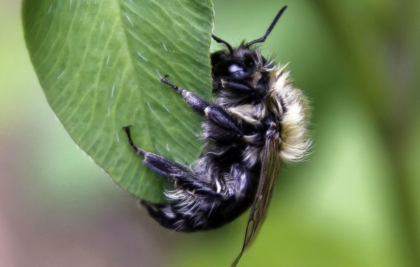 Большая пчела сидит на зеленом листке 