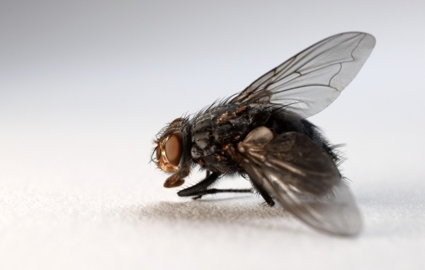 Большая черная муха на сером фоне