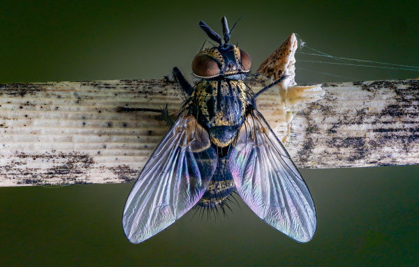 Большая муха сидит на ветке