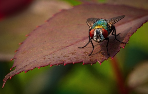 Большая муха сидит на листке