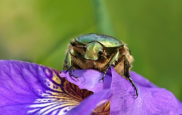 Большой зеленый жук на цветке