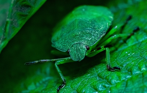 Большой зеленый жук на листе